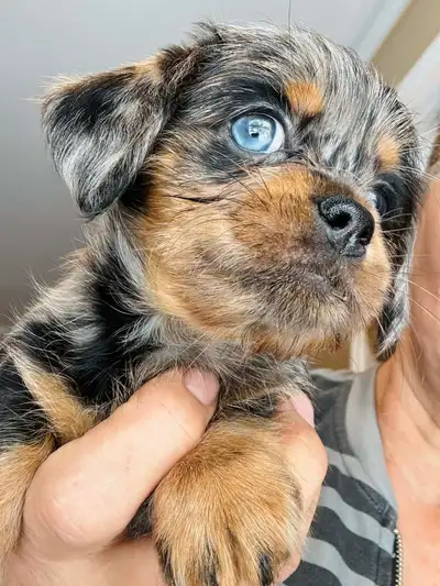 DACH Griffon (Doxie Brussels Griffon) puppies, View more