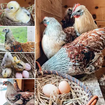 MOSAIC CHICKS, View more