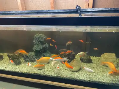 Multiple size and colours of goldfish available 1inch to 7 inch located goderich 2 dollar a inch dea...