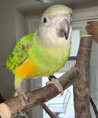 Senegal Parrot 6 months old Due to changes in my life I have to find a new home for my Senegal Parro...