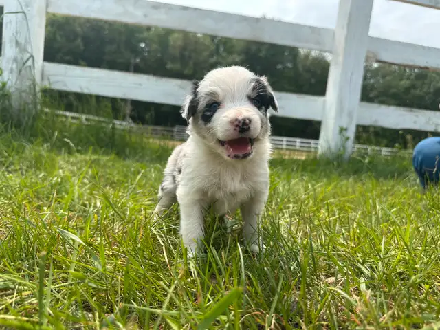 Chiot Border Collie in Dogs & Puppies for Rehoming in Trois-Rivières - Image 3