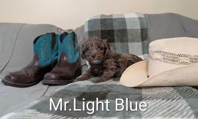 Miniature Aussiedoodles , View more