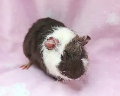 Nous avons une magnifique femelle cochon d'inde rex porteur de gène nu en adoption qui est née le 19...