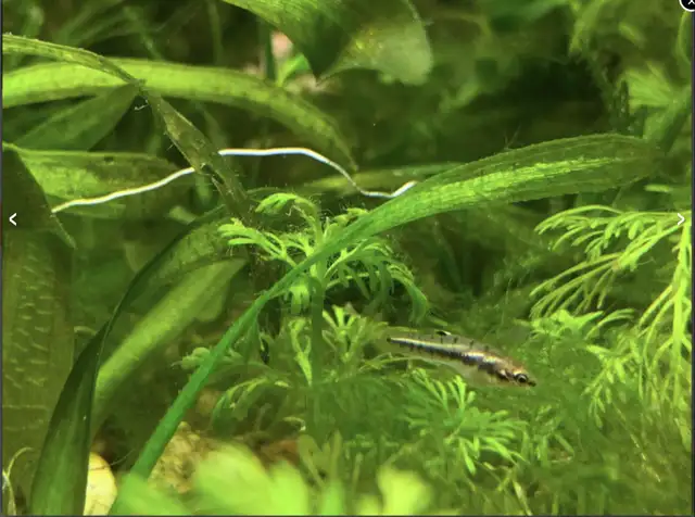 Least Killifish in Fish for Rehoming in Richmond - Image 2