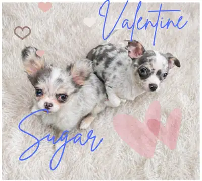 Chihuahua puppies - stunning!!, View more