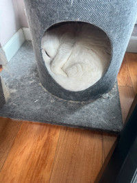 Purely White British Shorthair male cat looking for wife