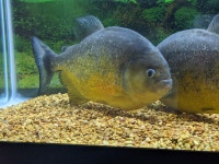 Pygocentrus Piraya Piranha