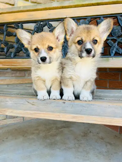 CKC registered Pembroke welsh corgi puppies for sale - all females- red and white colouring Born Feb...
