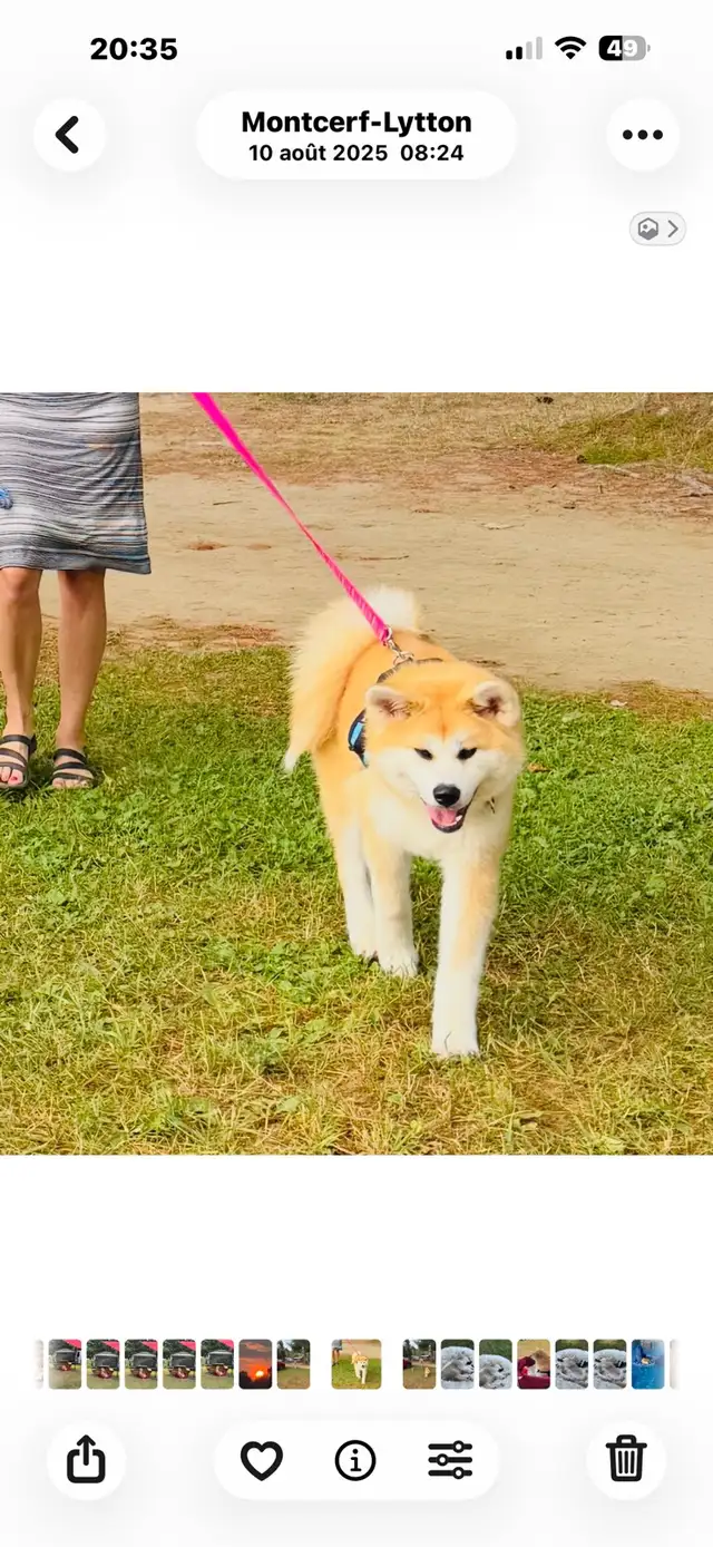 Akita Inu in Dogs & Puppies for Rehoming in Laurentides - Image 7