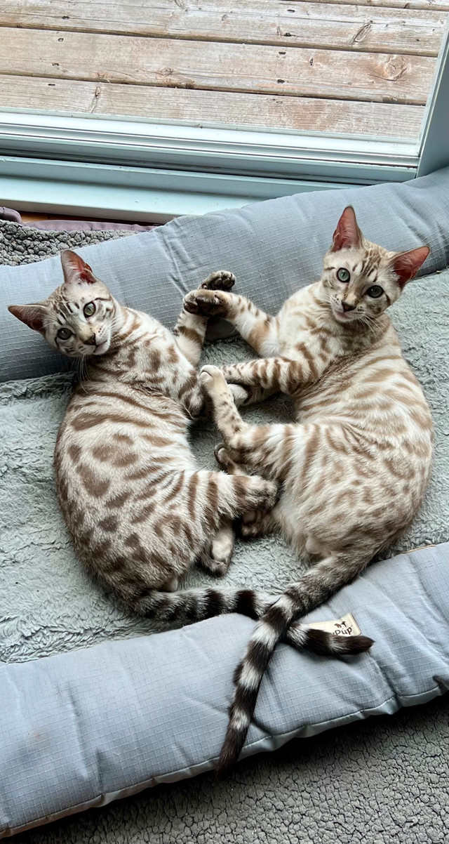 Chatons bengal dans Chats et chatons à adopter  à Lanaudière