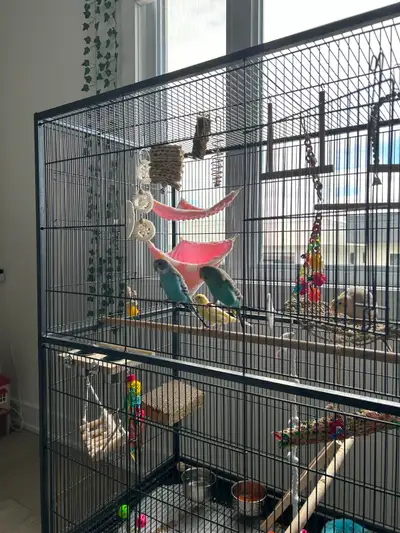 Bird Cage, View more