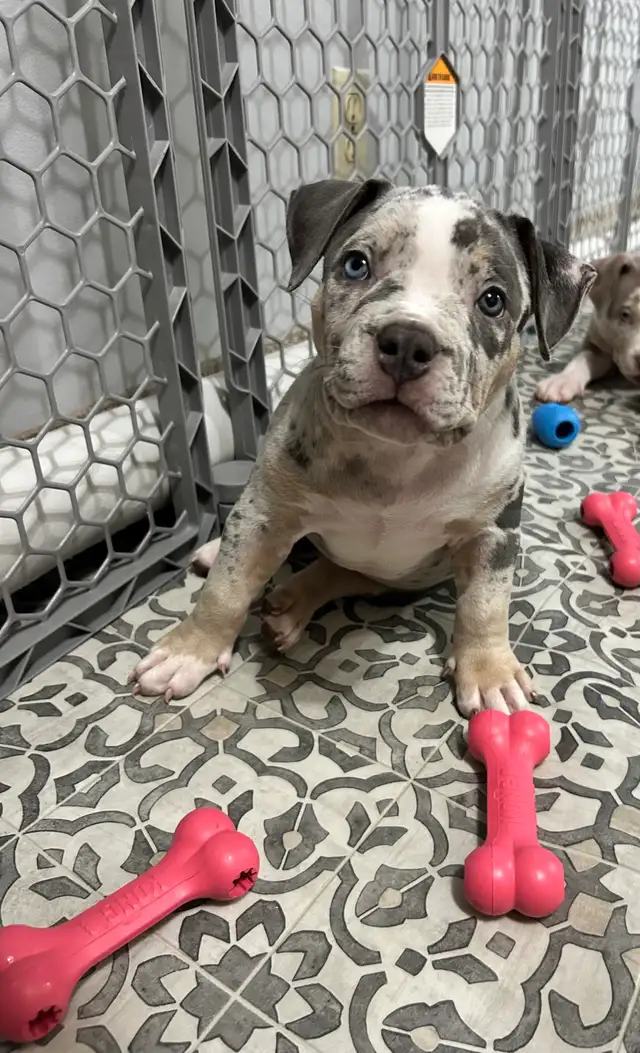 American Pups459620558696632320