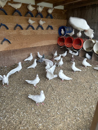 Pigeons 