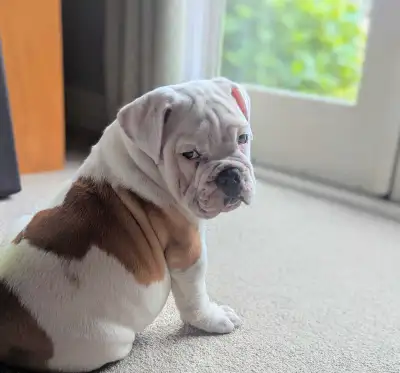 Dill is from OFA health cleared CKC registered parents was 11 weeks old June 10th. He’s had his firs...