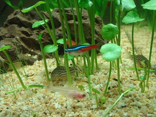 Selling some aquarium plant in Fish for Rehoming in Ottawa