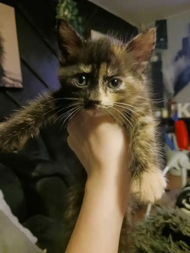 cute loving looking for a forever home in Other in City of Toronto - Image 3