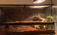 male ball python 