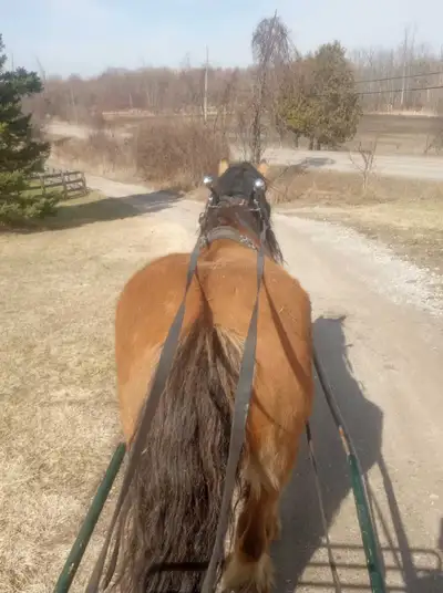 6 yr old Clyde x Gypsy , View more