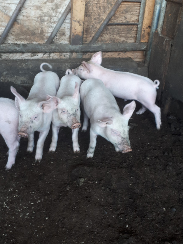 Piglets for sell in Equestrian & Livestock Accessories in Abbotsford - Image 2