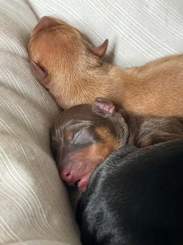 Miniature Pinscher puppies in Dogs & Puppies for Rehoming in Mississauga / Peel Region - Image 6