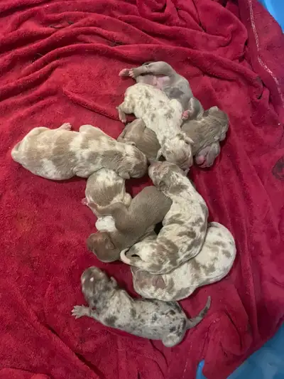 GORGEOUS PUREBRED AMERICAN PUPS, View more