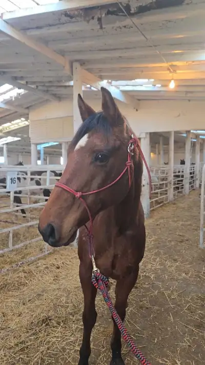 Gelding  for sale, View more