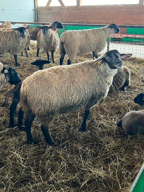 Suffolk Sheep for sale in Livestock in North Bay - Image 2