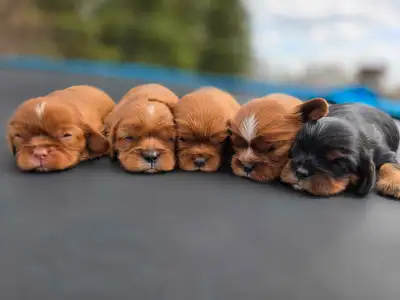 Meet our darling Cavalier King Charles Spaniel puppies! These little bundles of joy are eager to fin...