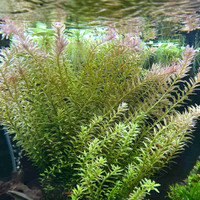 Aquarium Plant - Rotala Rotundifolia