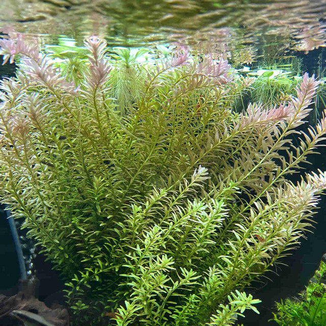 Aquarium Plant - Rotala Rotundifolia in Fish for Rehoming in Oshawa / Durham Region