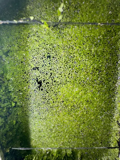 duckweed , View more