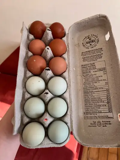 Easter/Olive Egger hatching eggs , View more