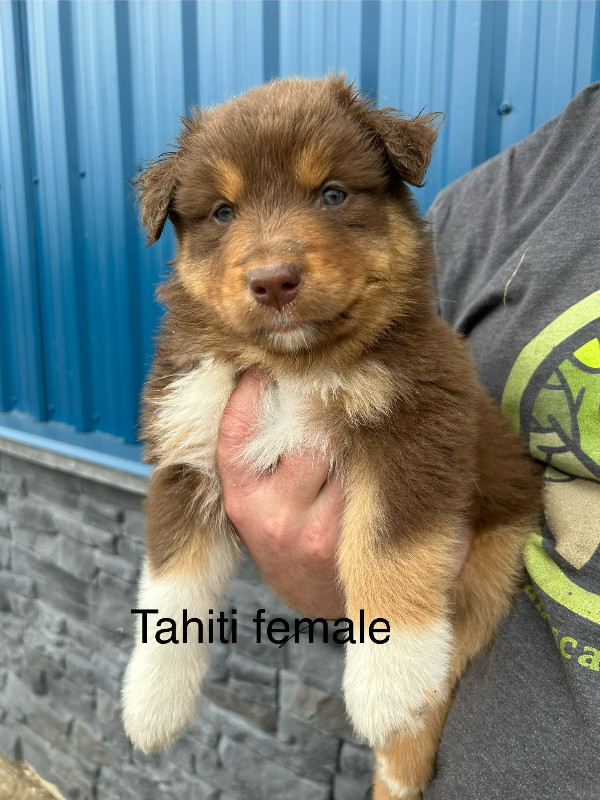 CKC Registered Aussie Puppies READY TO GO MAY 16! in Dogs & Puppies for Rehoming in Pembroke - Image 4