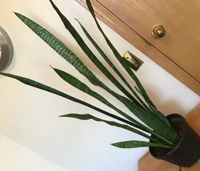 Healthy and Tall Indoor Snake Plant With Planter , View more