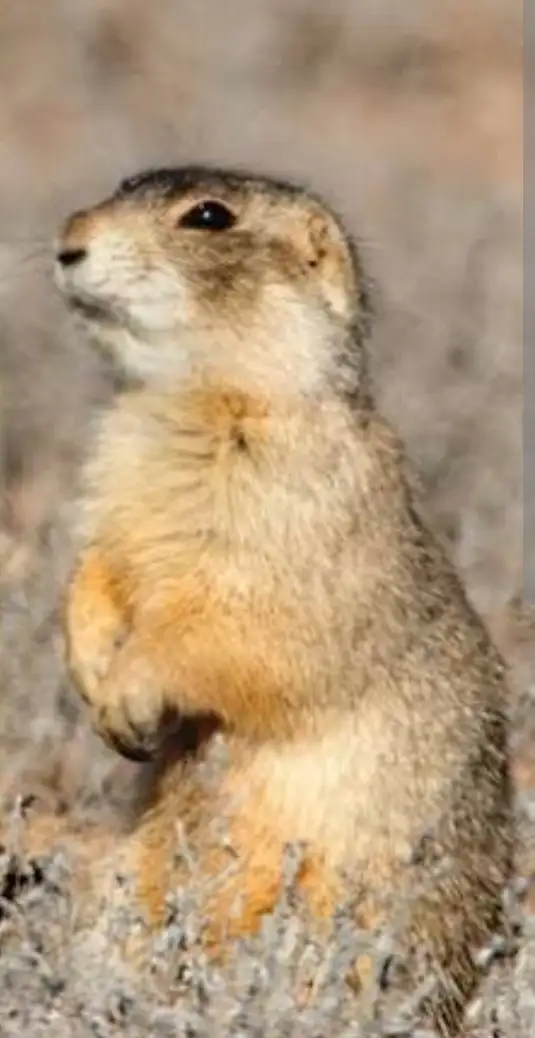 Gopher control443776869608335360