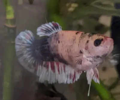 Female Betta fish, View more