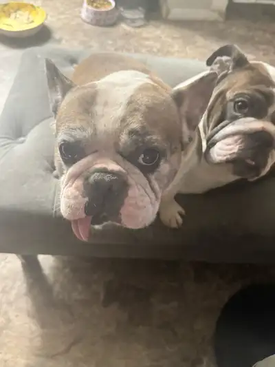 Elite Merle French Bulldog – Rare Bloodline, Breeding Asset , View more