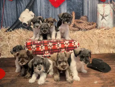 4 miniature schnauzers, View more
