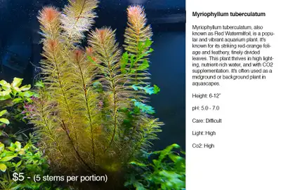 Aquarium plants, View more
