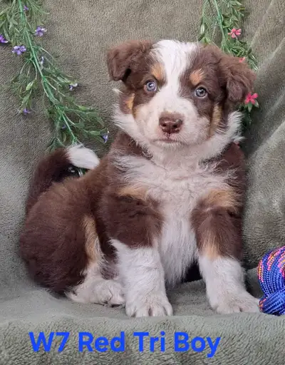 At Sundown Border-Aussies, we’re passionate about breeding loyal, intelligent, and energetic compani...