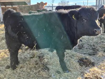 One lowline gelbvieh cross heifer. Ready to add to you breeding program. Located in Leduc County