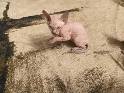 Babies are ready to bond with their human! One male sphynx and two females available. First vaccinat...