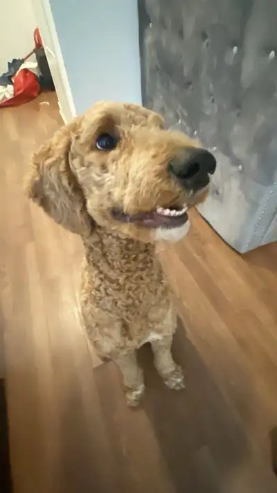  Dog Walking & Sitting Services , View more