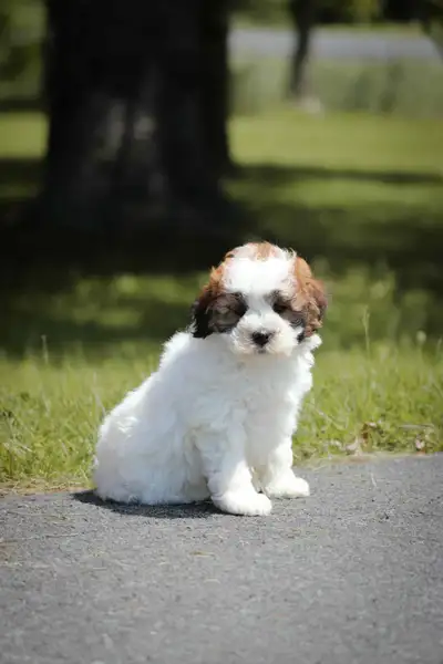 Mini Whoodle puppies for sale, View more