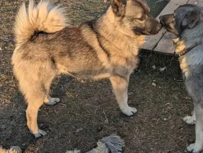 2 1/2 year old purebred male Norwegian Elkhound. Has produced two beautiful litters with our female...