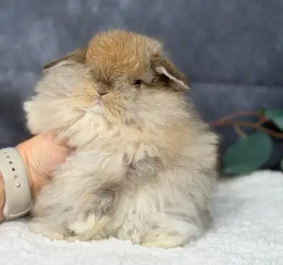 Neutered fuzzy holland lops, View more