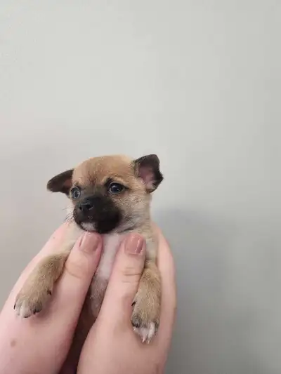 Chihuahua puppies ready June 23, View more