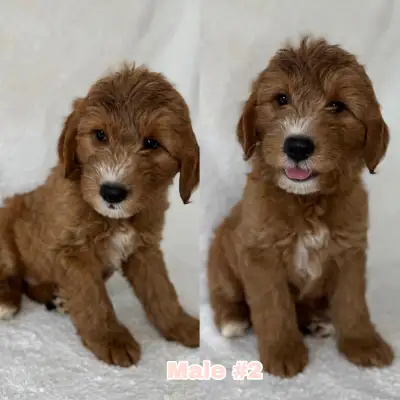 MINI GOLDENDOODLE PUPPIES, View more