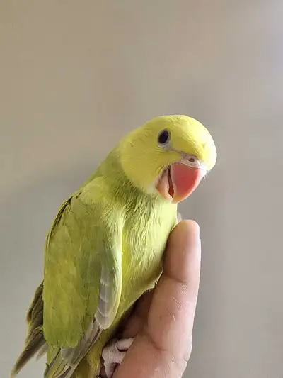 Stunning Hand-Fed Baby Indian Ringneck – Weaned & Ready Now , View more