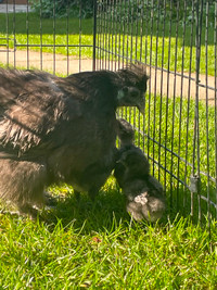 SILKIE CHICKENS